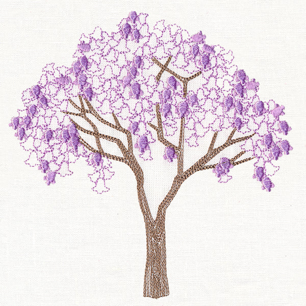 Delicate Jacaranda Tree