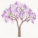 Delicate Jacaranda Tree