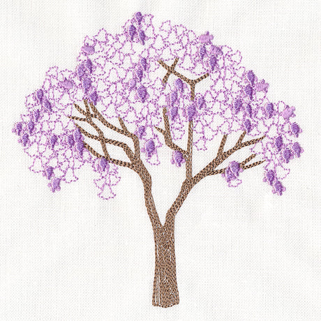 Delicate Jacaranda Tree