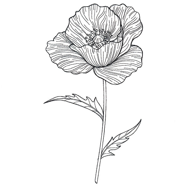 Pretty Poppy Etching