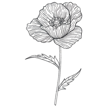 Pretty Poppy Etching