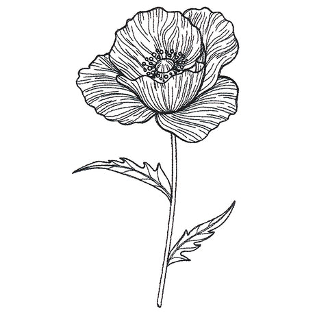 Pretty Poppy Etching