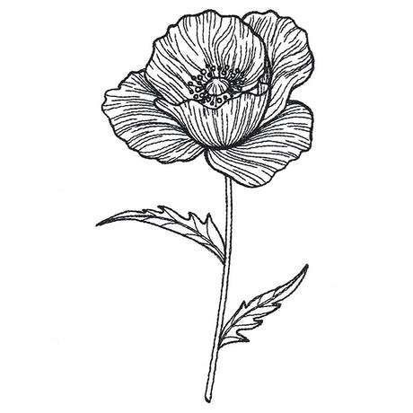 Pretty Poppy Etching