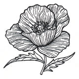 Pretty Poppy Etching