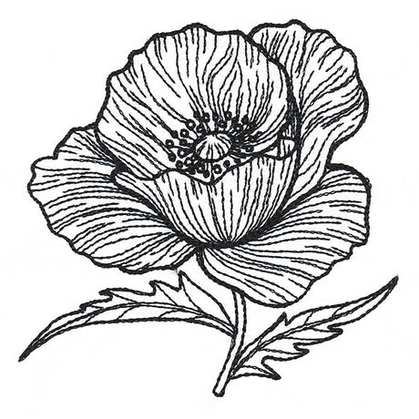 Pretty Poppy Etching
