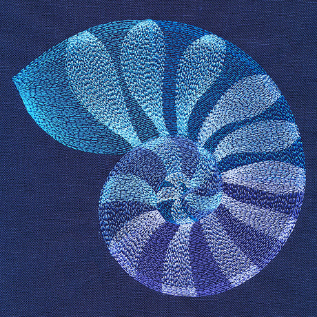 Beautiful Shark Eye Shell