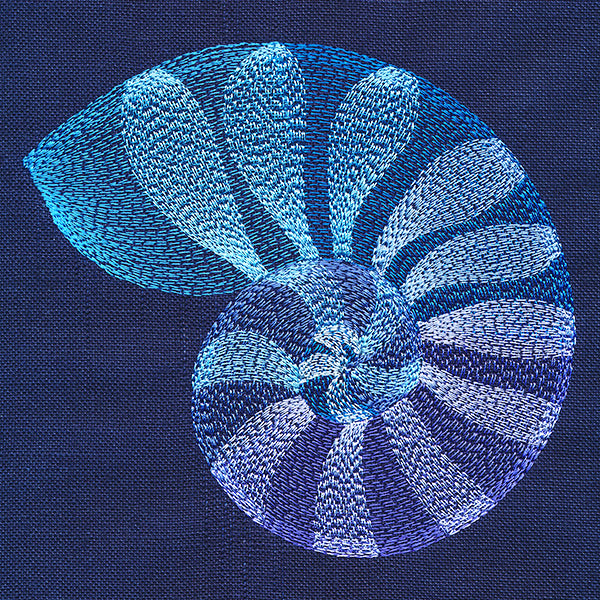 Beautiful Shark Eye Shell