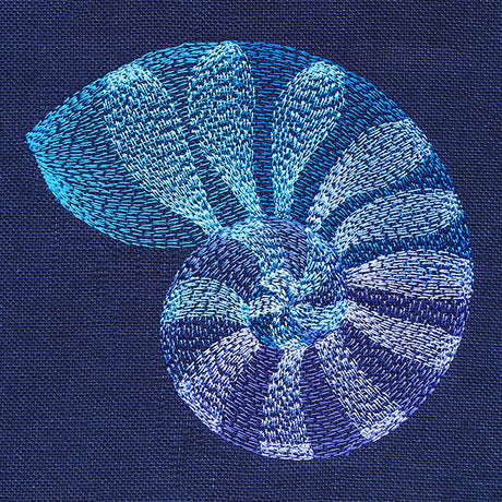 Beautiful Shark Eye Shell