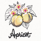 Botanical Fruits & Flowers - Apricots