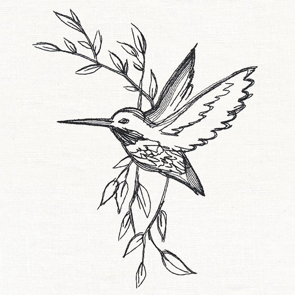 Hummingbird in Sketches