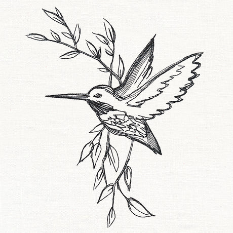 Hummingbird in Sketches