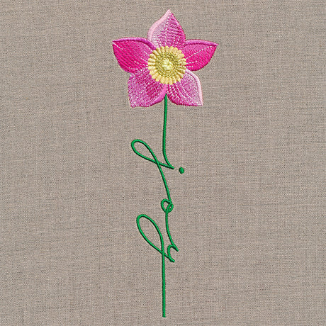 Joy Bloom Christmas Rose