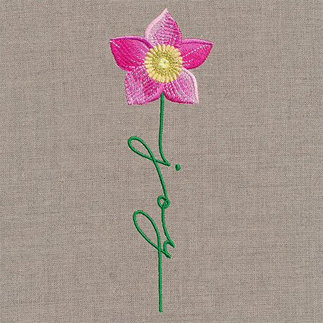 Joy Bloom Christmas Rose