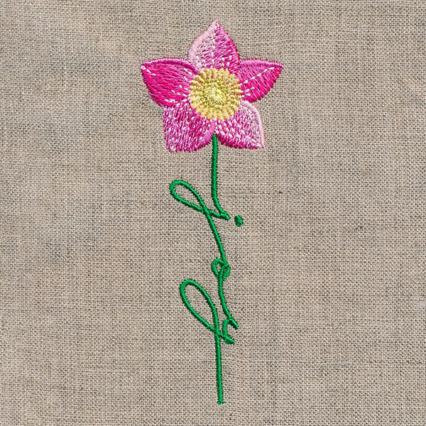 Joy Bloom Christmas Rose