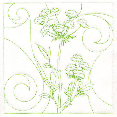 Delicate Wildflowers - Queen Anne's Lace