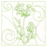 Delicate Wildflowers - Queen Anne's Lace