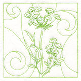 Delicate Wildflowers - Queen Anne's Lace