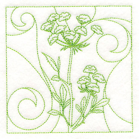 Delicate Wildflowers - Queen Anne's Lace