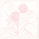 Delicate Wildflowers - Milkweed