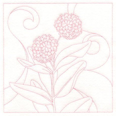 Delicate Wildflowers - Milkweed