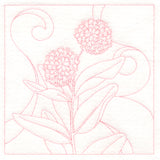 Delicate Wildflowers - Milkweed