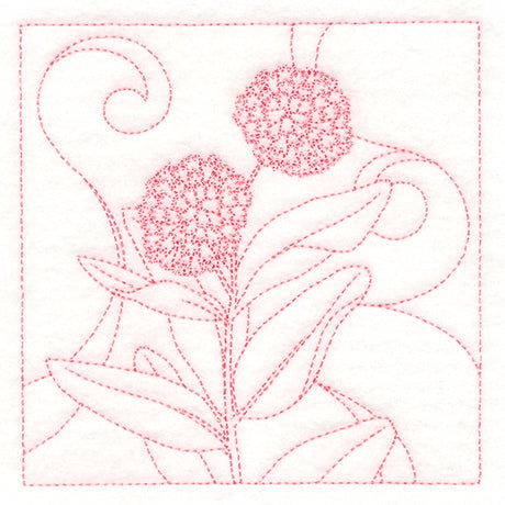 Delicate Wildflowers - Milkweed