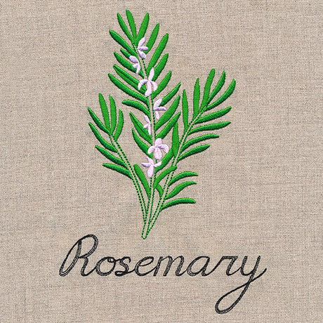 Botanical Herbs - Rosemary