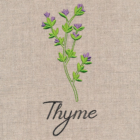 Botanical Herbs - Thyme