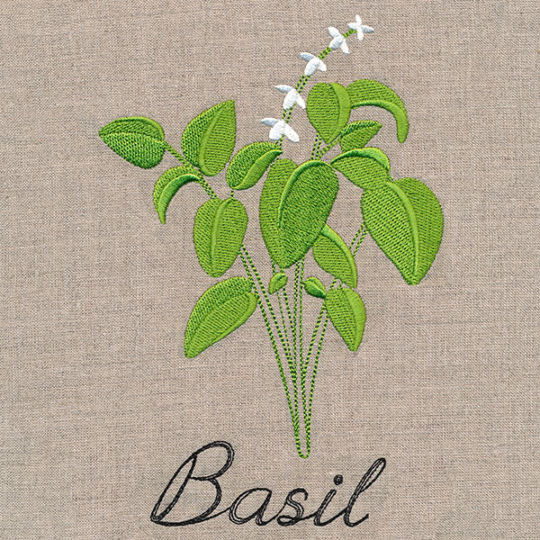 Botanical Herbs - Basil