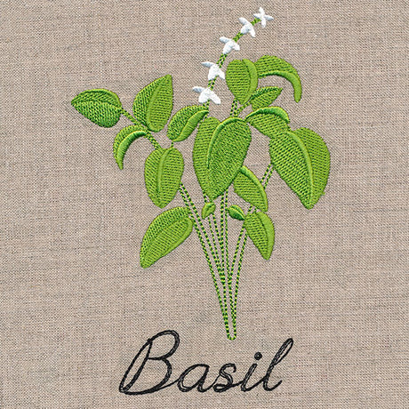Botanical Herbs - Basil