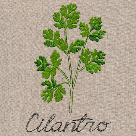 Botanical Herbs - Cilantro