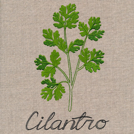 Botanical Herbs - Cilantro