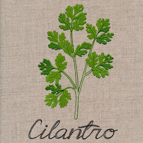 Botanical Herbs - Cilantro