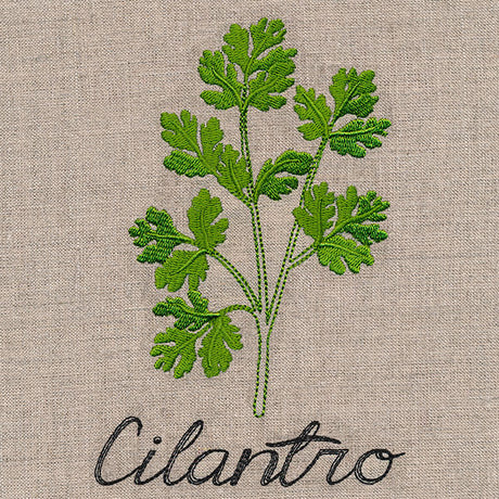 Botanical Herbs - Cilantro