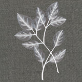 Sheer Beauty Botanicals - Rose Leaves