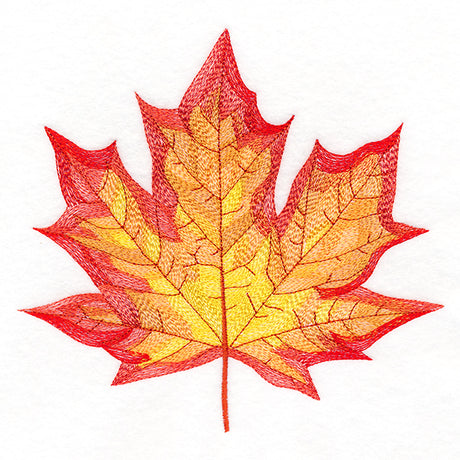 Magnificent Maple Leaf