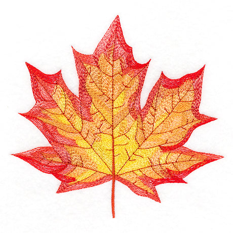 Magnificent Maple Leaf