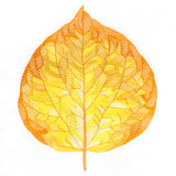 Radiant Aspen Leaf