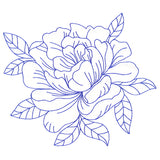 Flourishing Beauty Peony (Vintage)