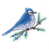 Filigree Blue Jay on Juniper