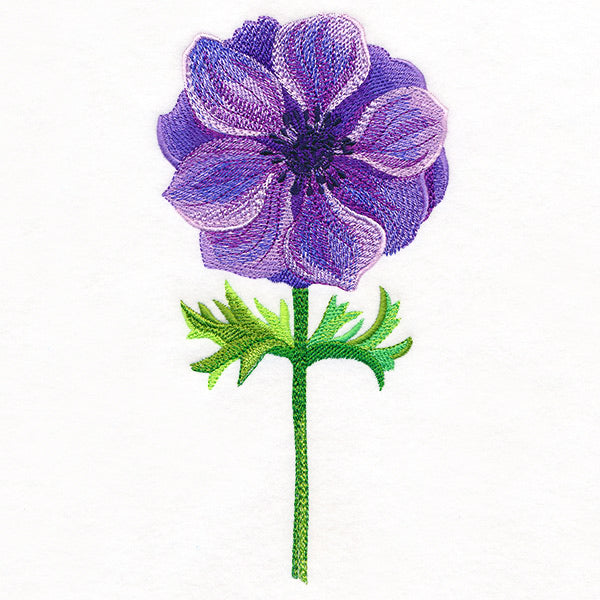 Precious Anemone in Watercolor