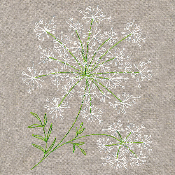 Dainty Queen Anne's Lace