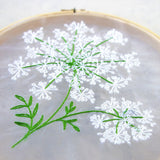 Dainty Queen Anne's Lace