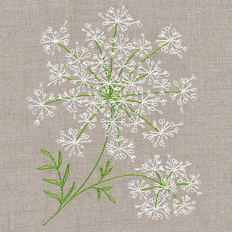 Dainty Queen Anne's Lace