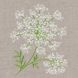Dainty Queen Anne's Lace