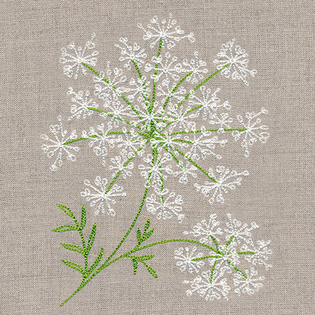 Dainty Queen Anne's Lace