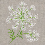 Dainty Queen Anne's Lace