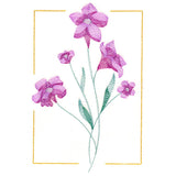 Dainty Blooms - Wild Petunia