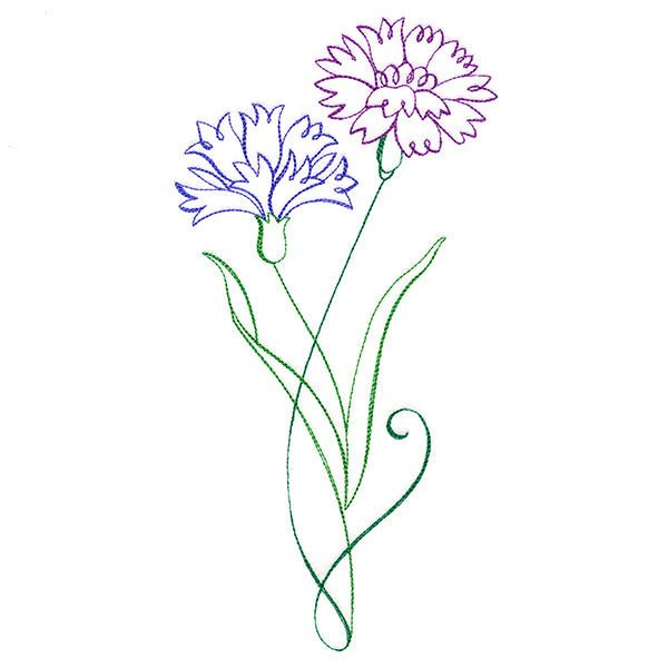 Floral Calligraphy - Cornflower