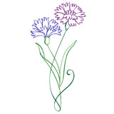 Floral Calligraphy - Cornflower
